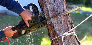 Best Tree Cabling and Bracing  in Croydon, PA