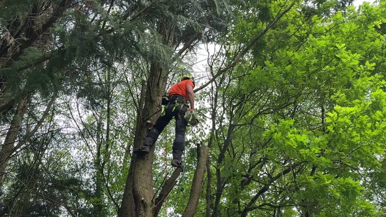 Best Emergency Tree Removal  in Croydon, PA