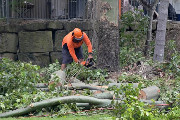 How Our Tree Care Process Works  in  Croydon, PA
