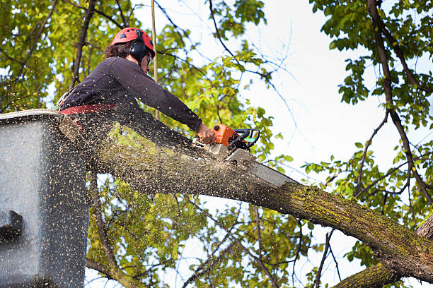 Best Aeration Services  in Croydon, PA